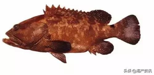 海洋科普世界上都有什么鱼,十种受欢迎的海鲜鱼类