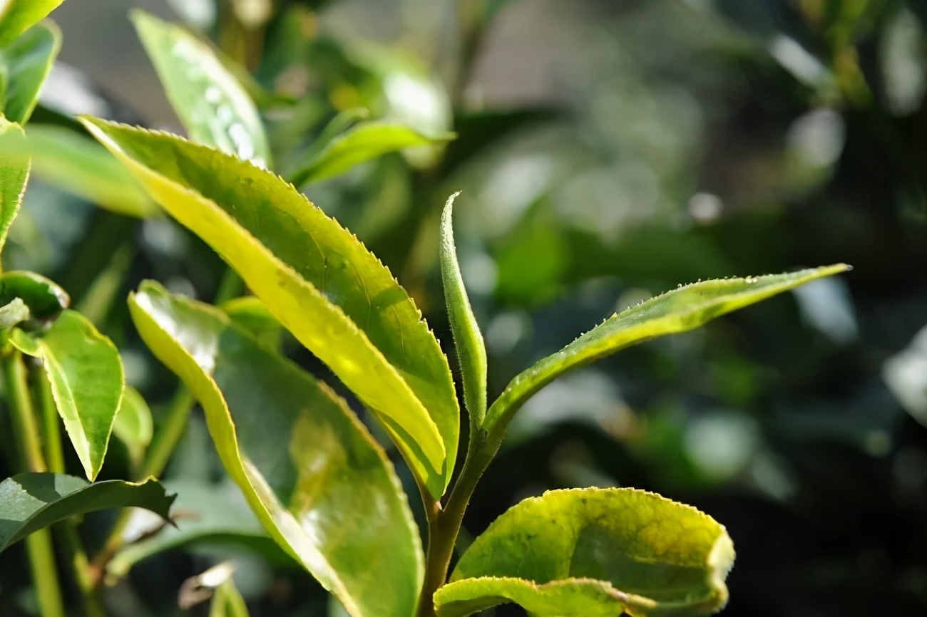 普洱茶哪个山头最好喝,临沧普洱茶主要产区及特点
