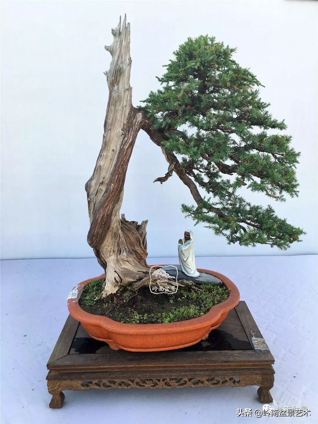 盆景结顶的形式,最好的盆景结顶方法