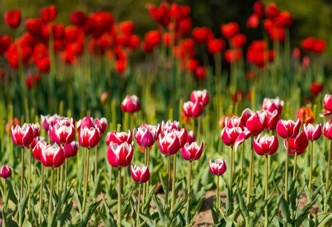 时光清浅秋意阑珊,时光清浅浮世清欢