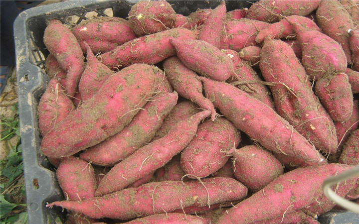 红薯栽后多少天进入膨大期,夏季秧苗下雨应该怎样管理