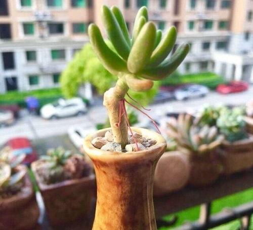 多肉长小白点怎么解除,多肉突然长出小胡须