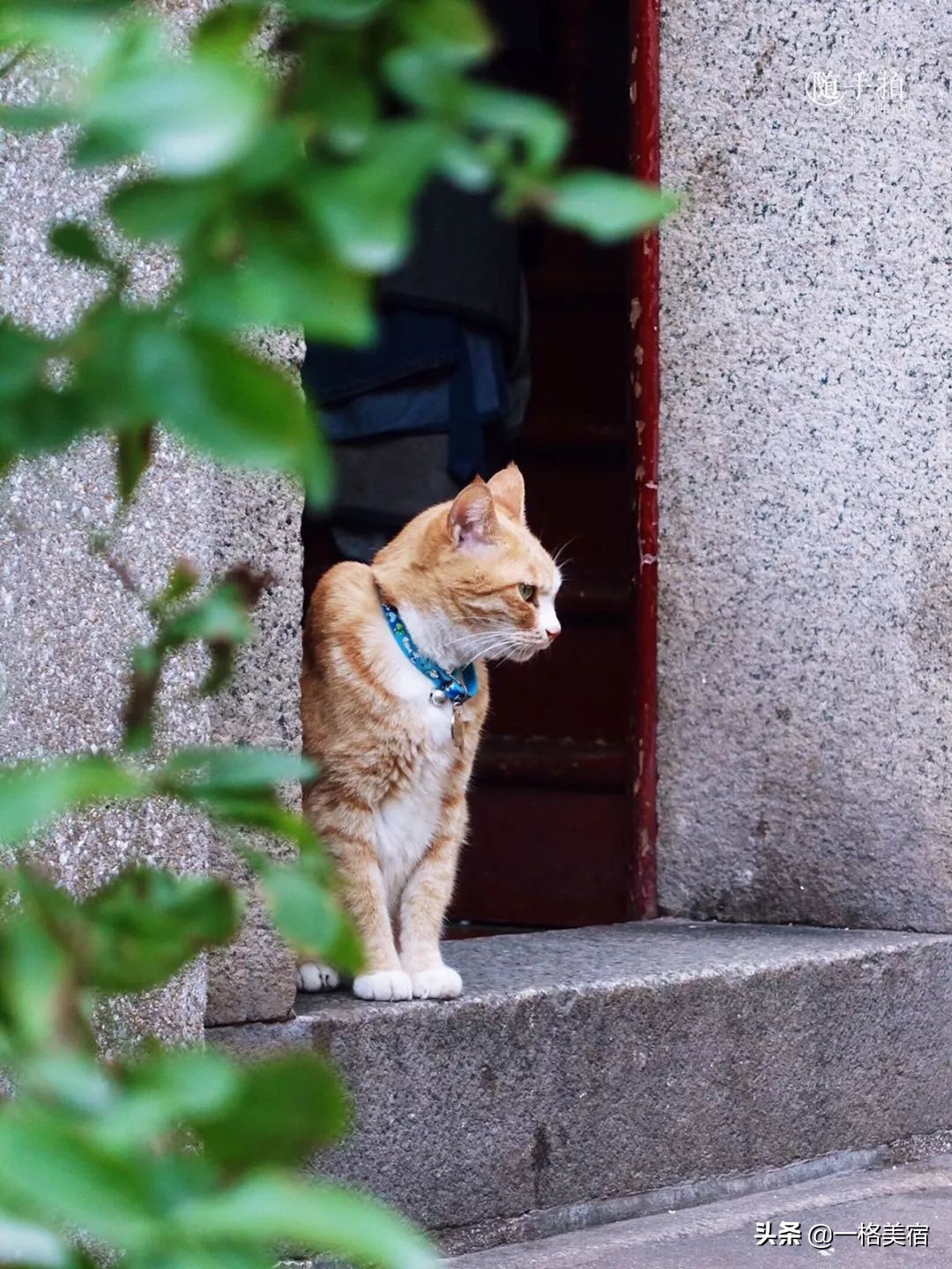 鼓浪屿吃喝,鼓浪屿在哪吃不被坑