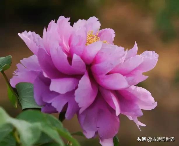 古诗中赞美牡丹的诗句有哪些,我见过雍容华丽的牡丹阅读答案