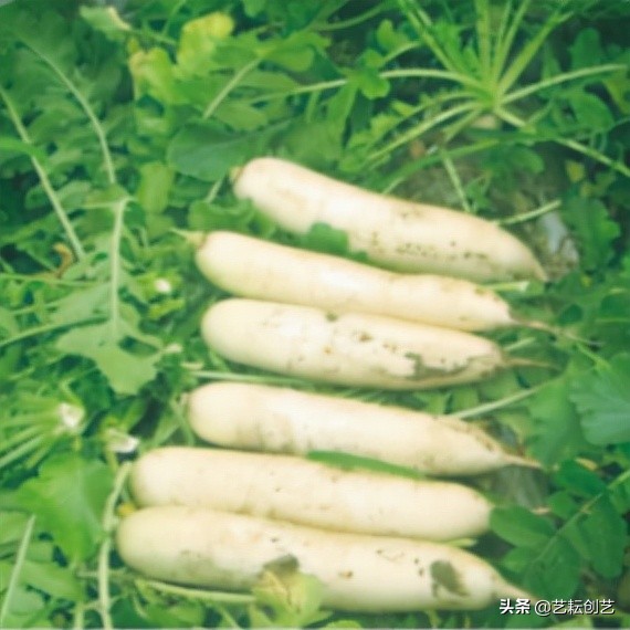 全国农产品地理标志分布地图,全国地理标志农产品