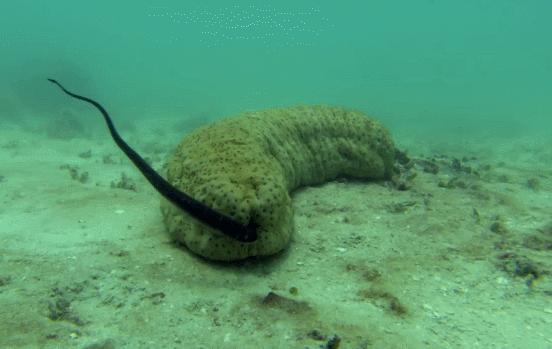 给大家科普一下海参,海参科普抖音