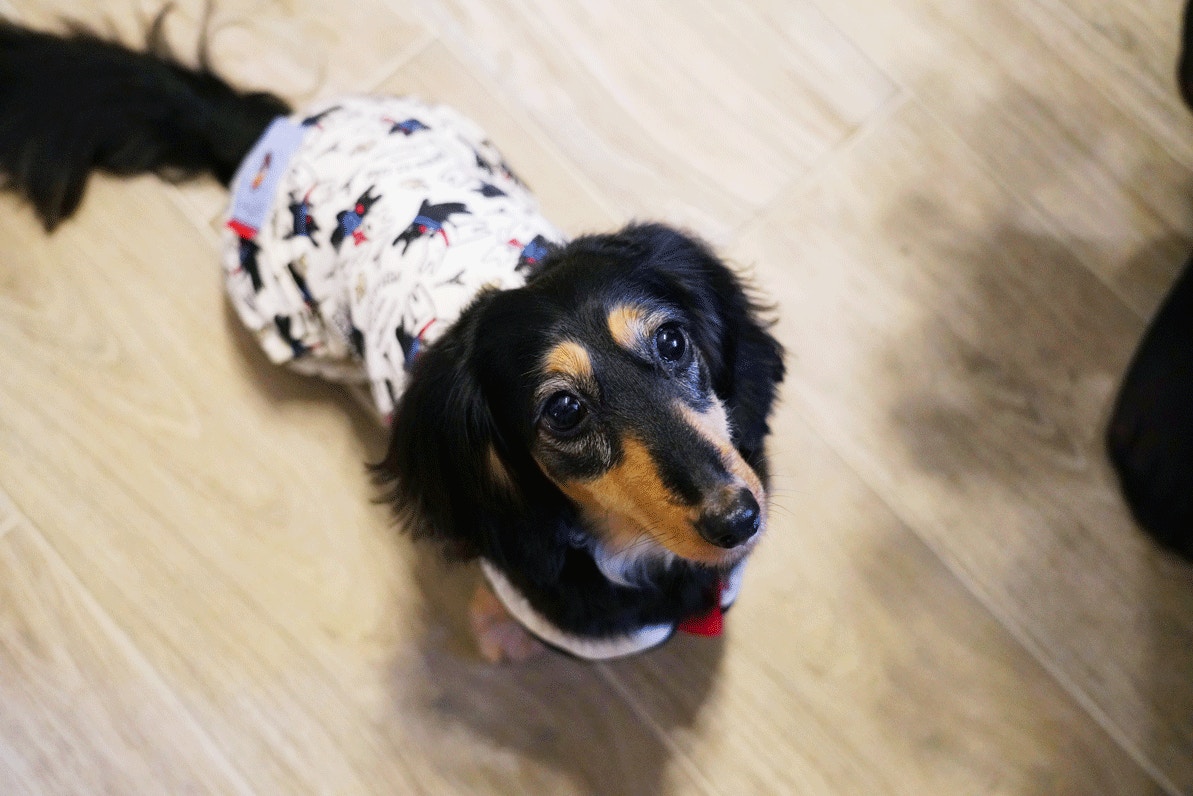 夫妇自驾游遇到狗狗怎么办,夫妻带着狗狗去旅行