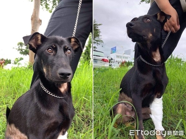 小黑被撞瘫家门前哀号还遭痛殴刺伤　　前饲主：没钱医