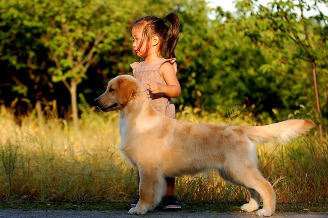 金毛老咬尾巴怎么办,金毛咬尾巴怎么回事