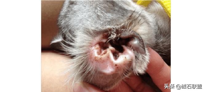 刚给狗狗洗澡就脏了,在家给狗狗洗澡到底是好还是坏