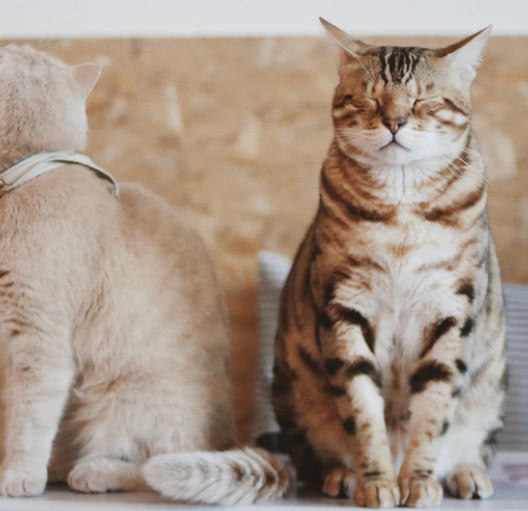 猫咪害怕时会有呼噜声吗,猫咪会因为害怕发出呼噜声吗