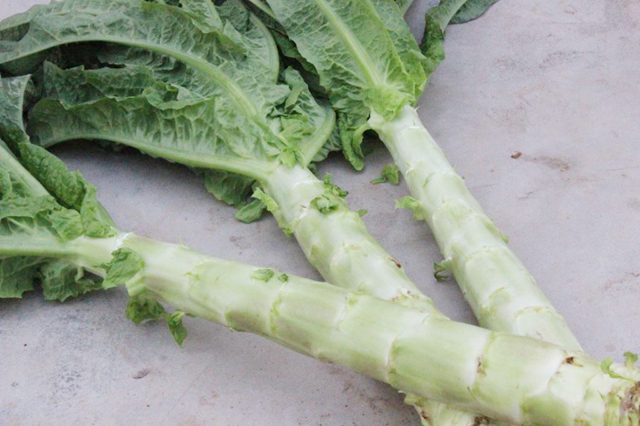 寒露过后适合种哪些蔬菜,寒露以后种植的蔬菜