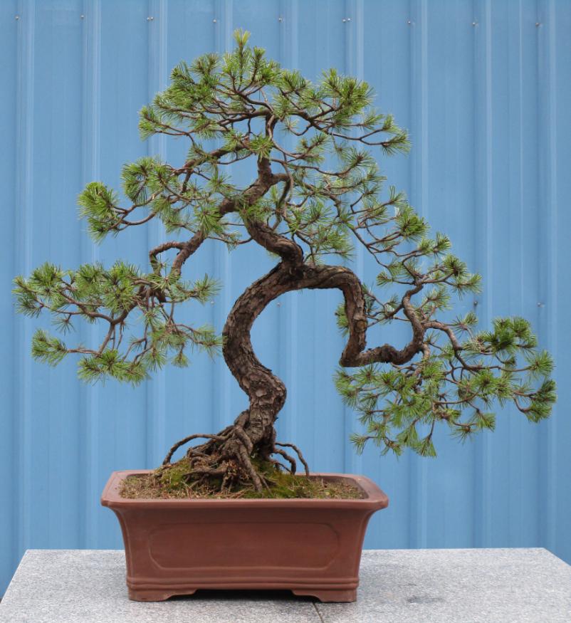 盆景松叶子发黄怎么补救,马尾松盆景养护全过程