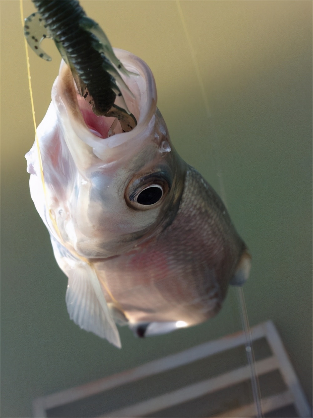 手竿野钓翘嘴的正确方法与技巧,春季手竿在水库钓翘嘴钓多深