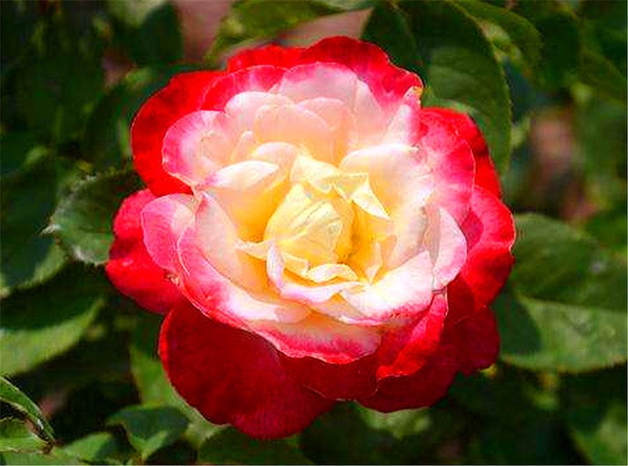 比香水还香的7种花卉,适合室内盆栽常开花有花香的花卉