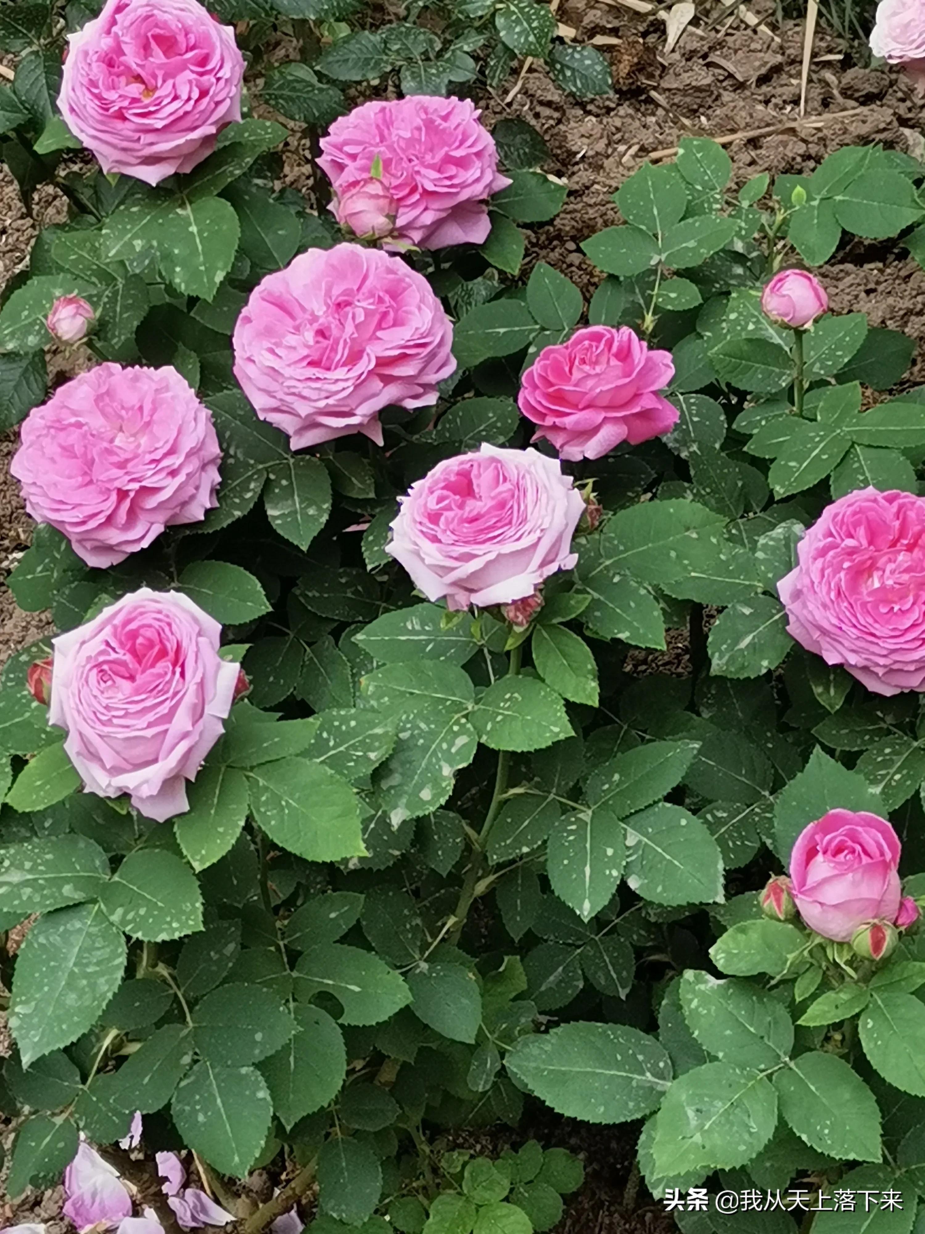 100张花朵美图,100张花图片大全