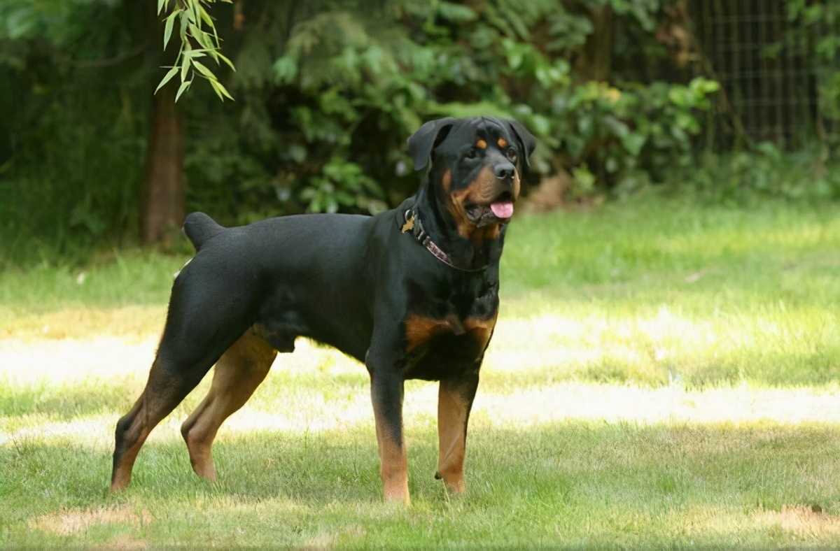 狗狗怀孕60天了还有褐色分泌物,狗狗怀孕40多天饮食方面怎样最好