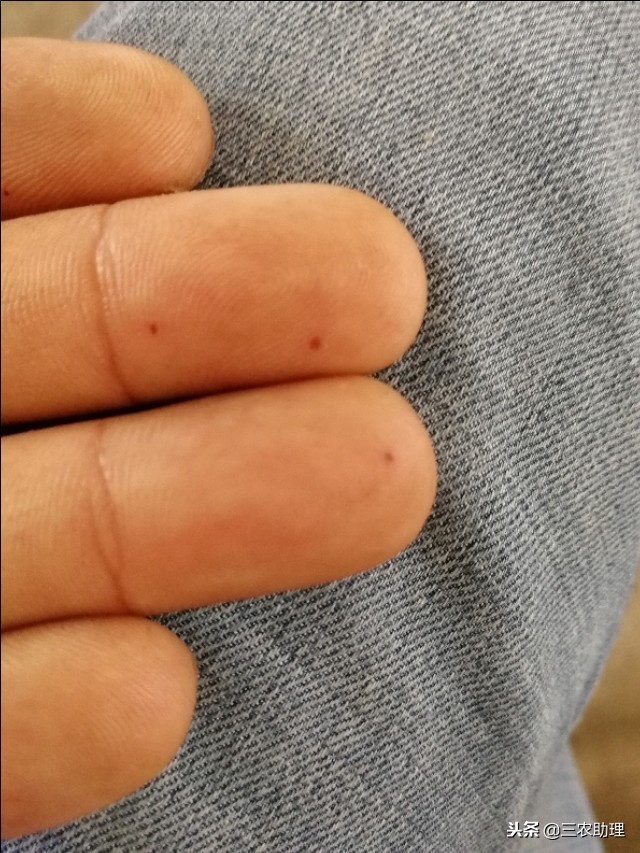 蜜蜂养殖注意事项和禁忌,蜜蜂养殖需要哪些条件和注意事项