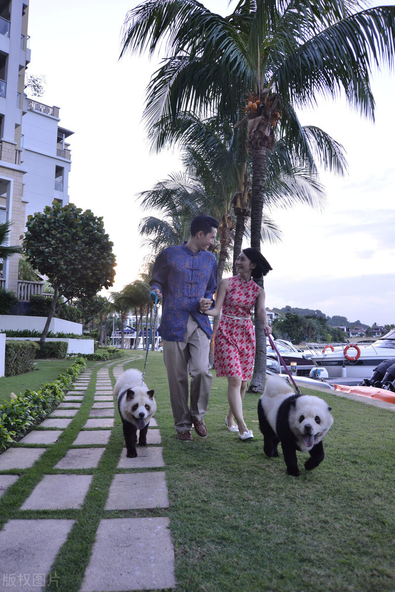 松狮犬的喂养与护理方法,松狮犬吃什么比较好养呢