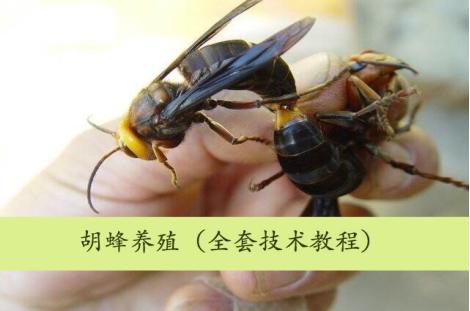 罗源县胡蜂,福州罗源胡蜂养殖基地