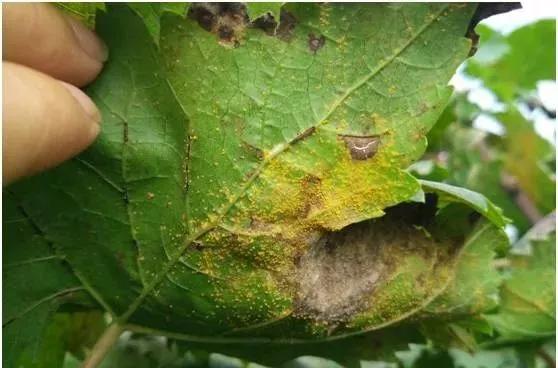 葡萄红蜘蛛病害图片,葡萄病害常用杀菌剂