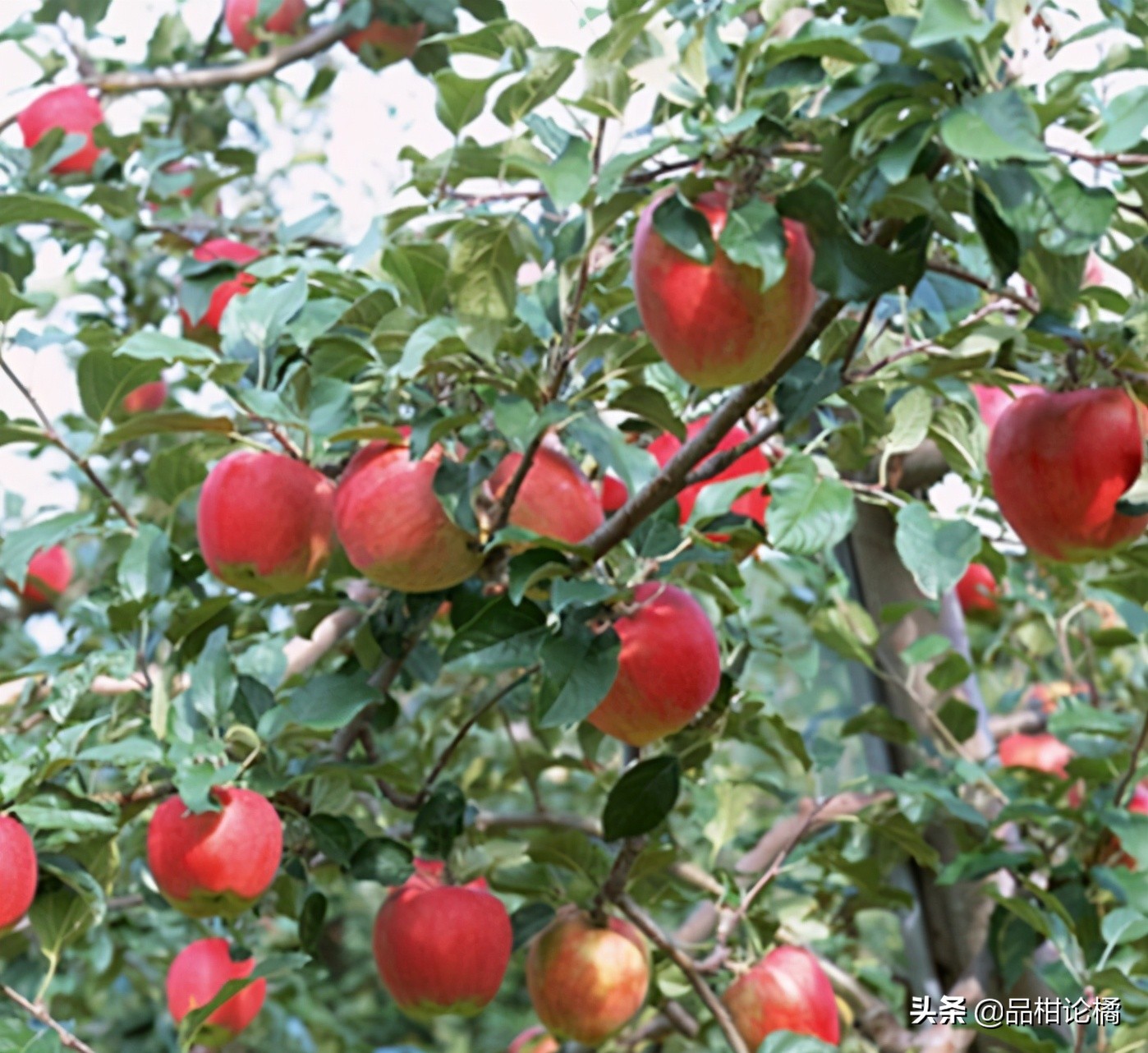 苹果落花后浇水好不好,苹果落花后用什么肥