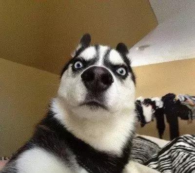 掐指一算——汪汪汪~520快到了，你需要这份顺德里攻略！