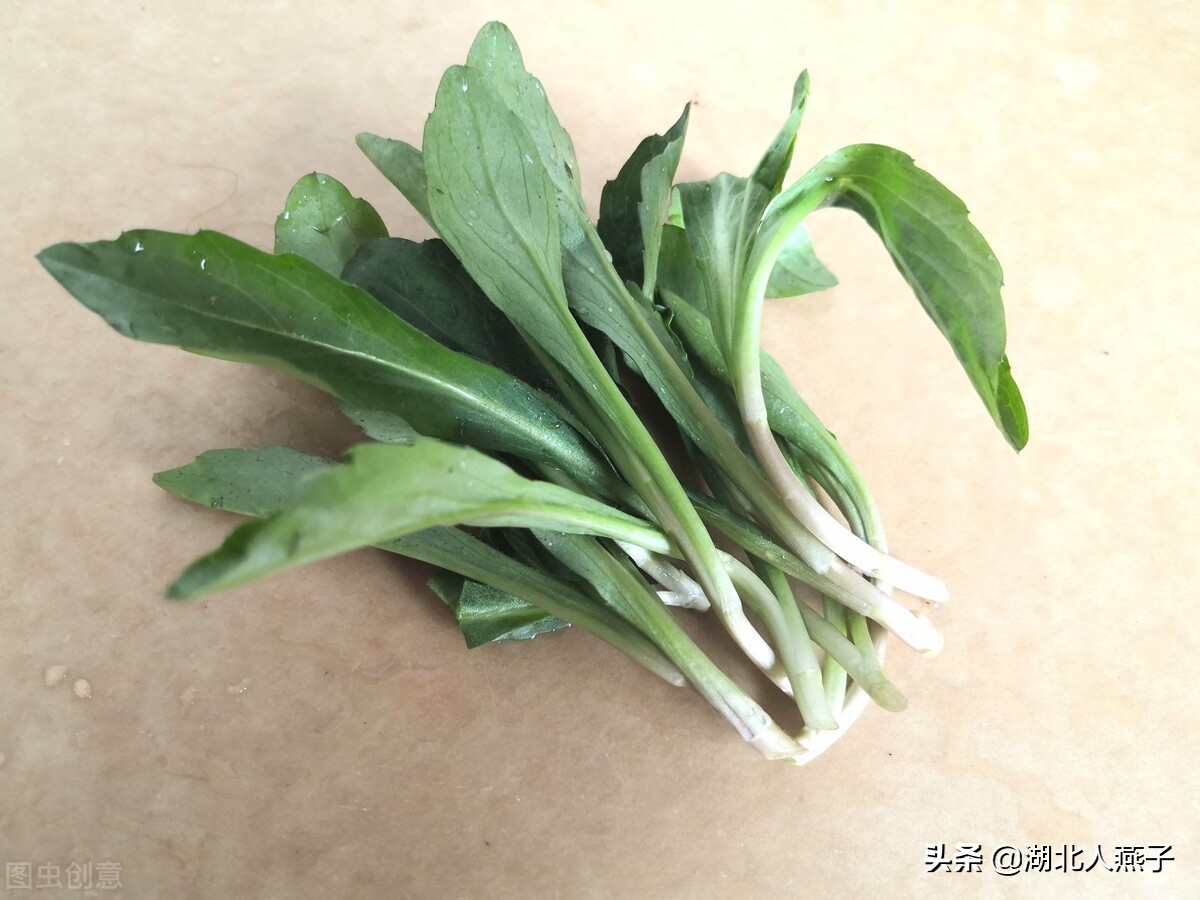 各种可以吃的野菜图片大全及名称 (100种野菜图片大全和名称和吃法)