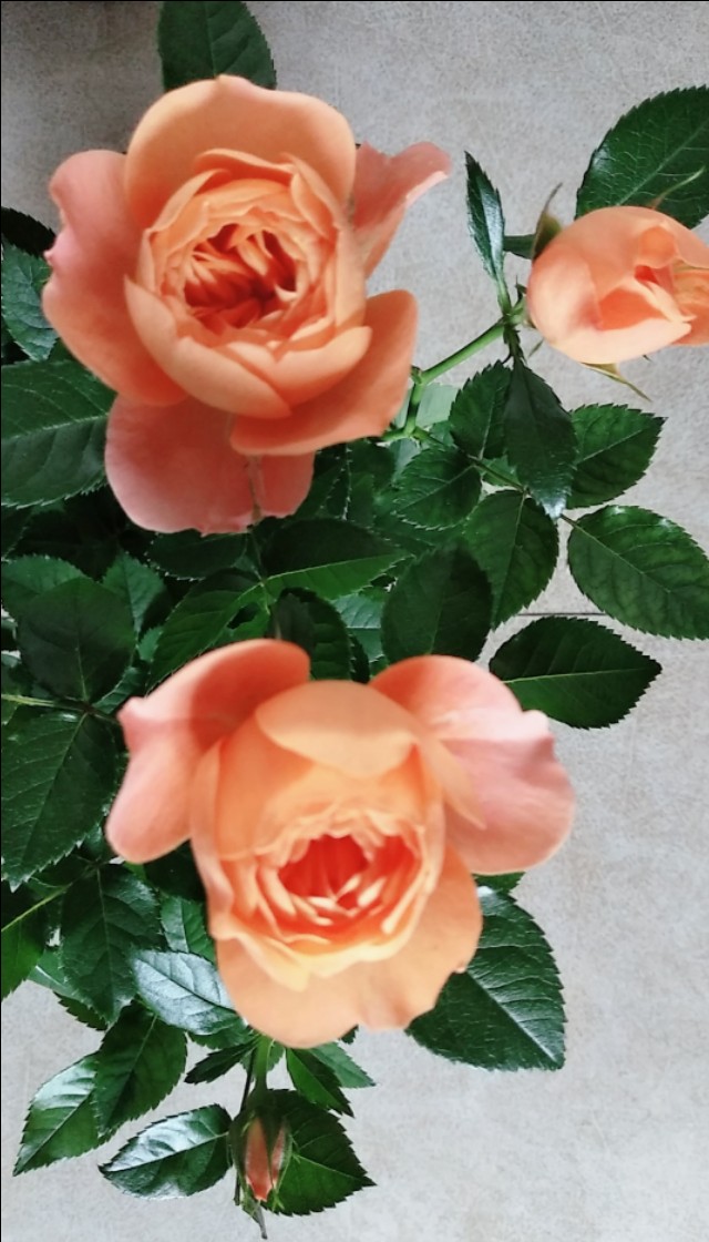 为什么有人喜欢养花,为什么这么多人喜欢养花养鱼