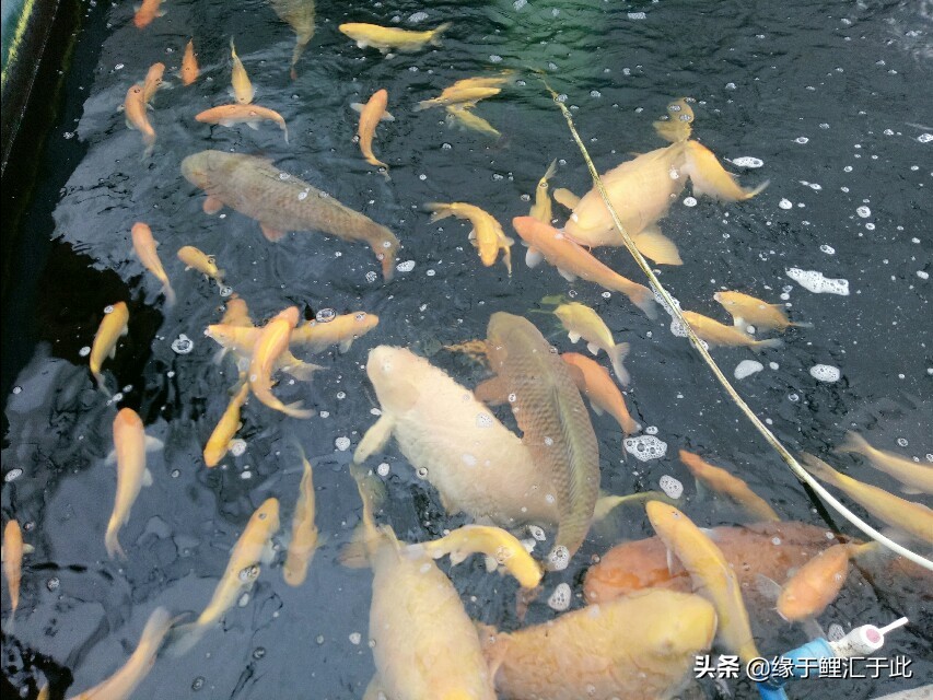 养鱼清理鱼缸水藻,露台养鱼避免水藻