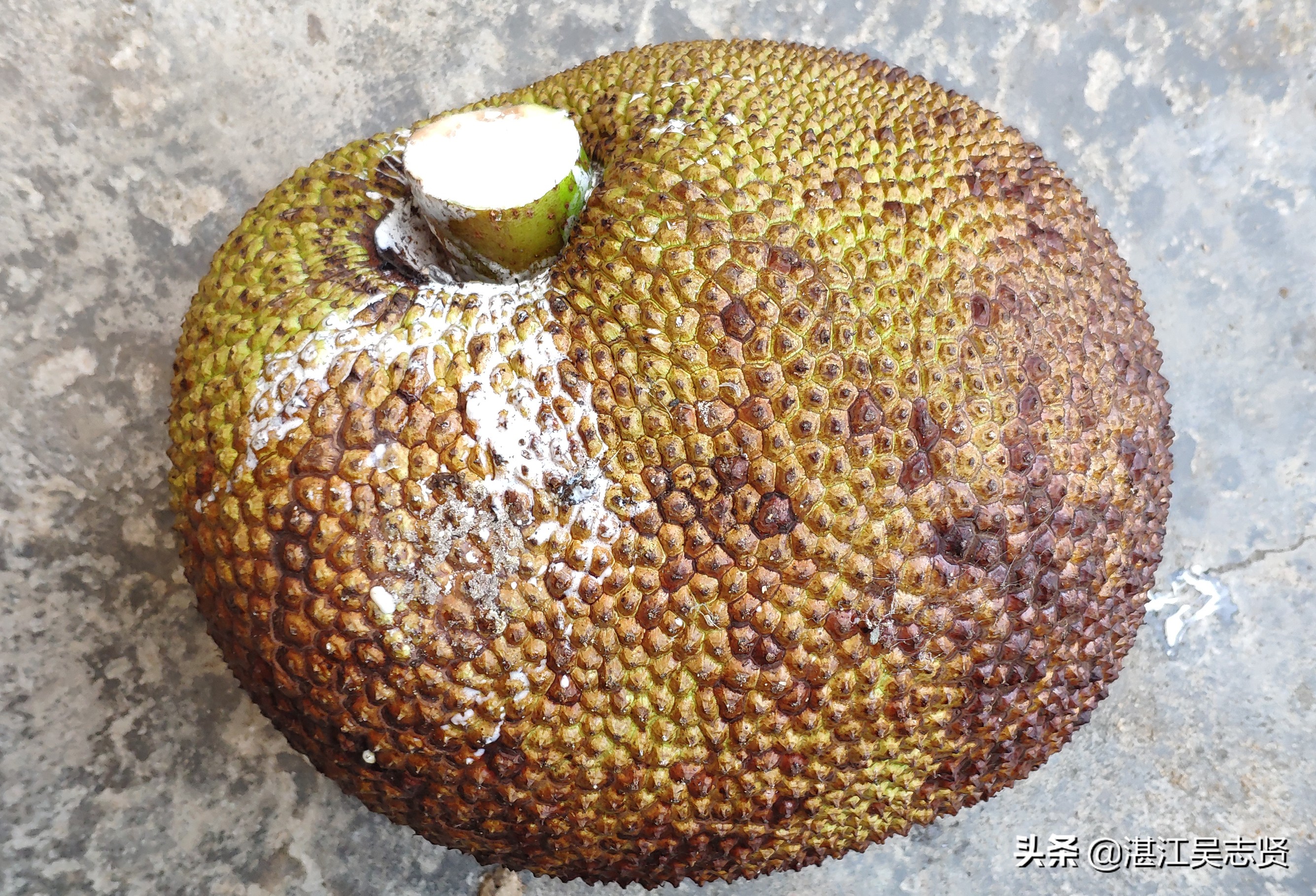 什么方法可以让菠萝蜜果肉熟得快,剥好的菠萝蜜如何存储变甜