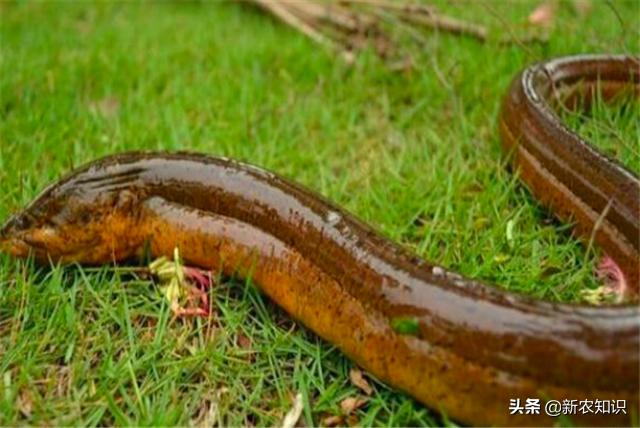 黄鳝养殖技术稻田黄鳝养殖方法,稻田养黄鳝耕地期会伤害黄鳝吗