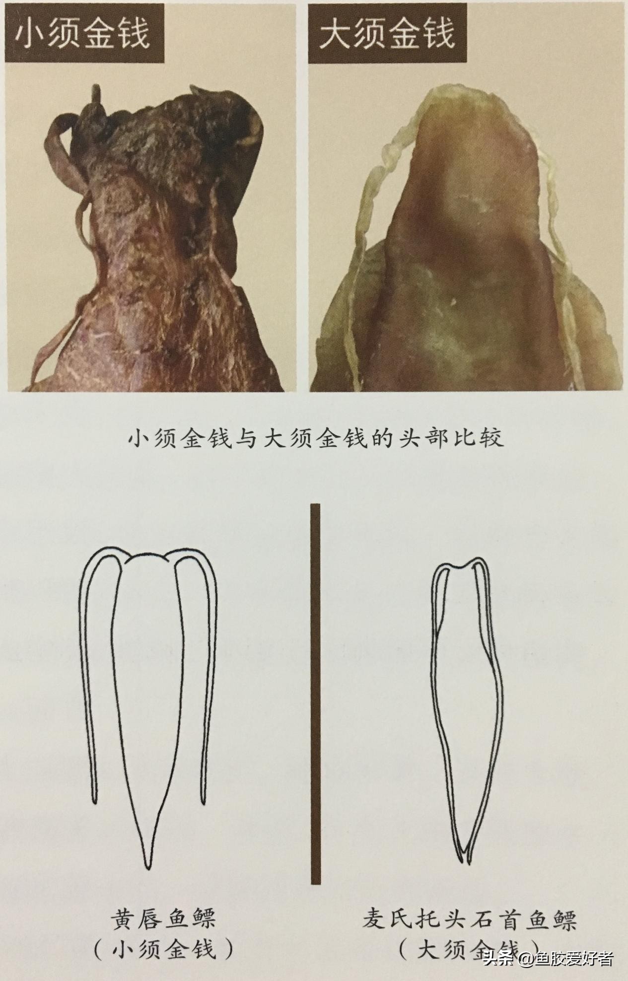 金钱鳘鱼胶行业中有鱼胶之王称号,金钱鳘鱼胶赤嘴鳘鱼胶