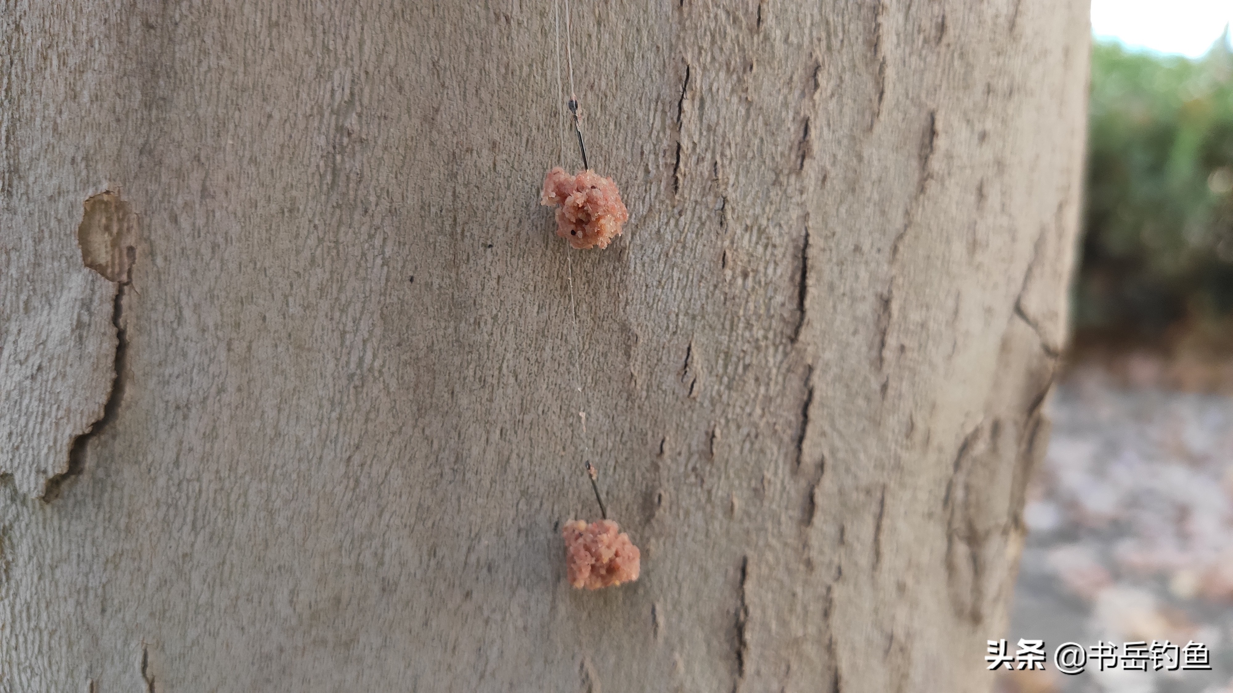钓鱼颗粒的正确挂法图,钓鱼的颗粒饵