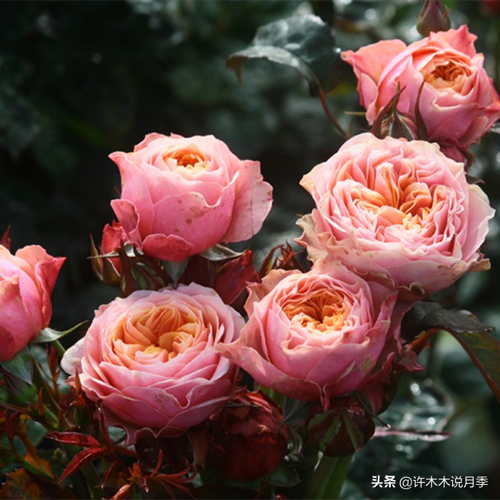 月季忘记埋冬肥了,月季清园几次