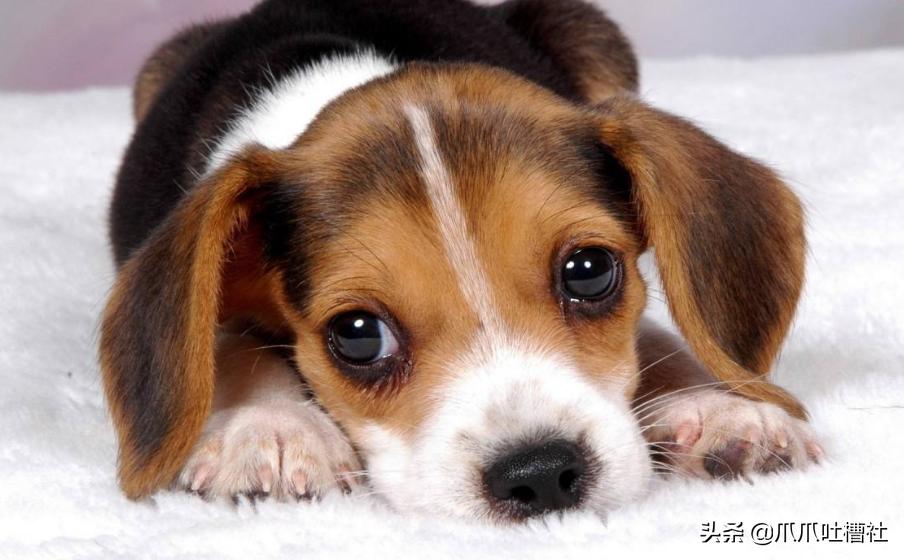 可怜的狗狗打针是怎么样的呢,狗狗打针反应迟钝智商受威胁