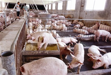 生猪产能恢复最新时间表,生猪产能彻底反弹