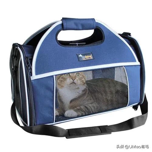 小猫咪很容易被吓一跳怎么办,小猫咪很容易被吓一跳