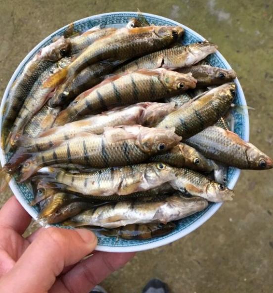 紧急通知：这些名门望族“石斑鱼，七星鱼”全都不能吃