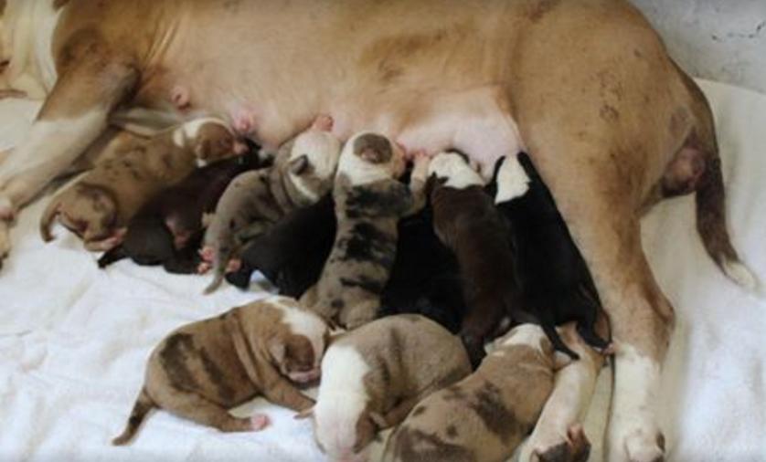 肚子里密密麻麻全是狗！狗妈妈19小时生20只狗崽，医生轮番上阵