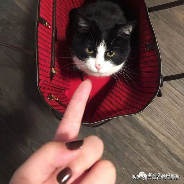 超好看的宠物包,好看又大的宠物包