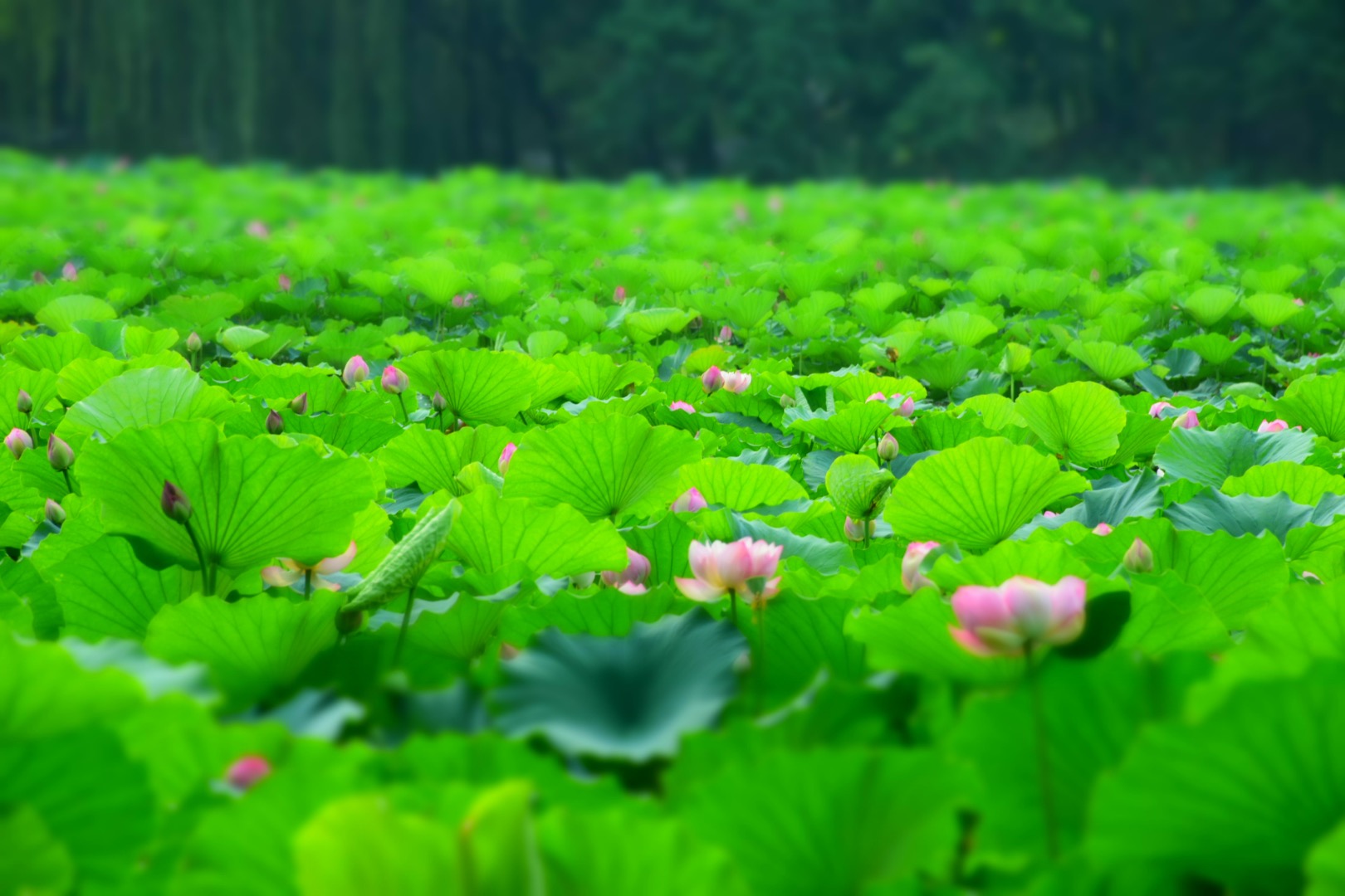 为什么你来北京我绝不建议你跟团