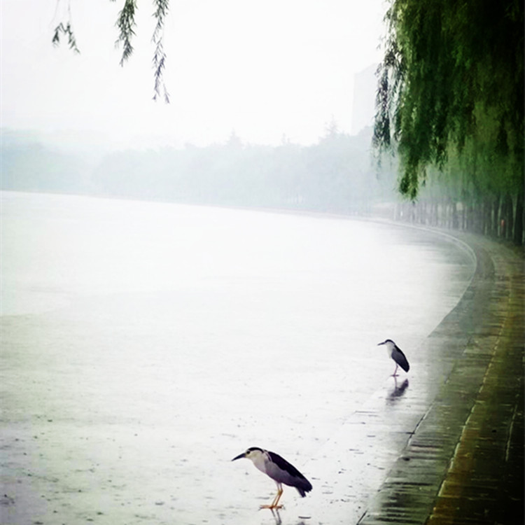 读书品茶香听雨悟人生,闲时看看书品茶是人生最大的享受