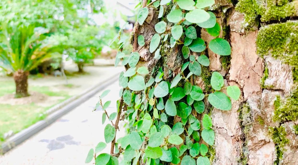 十里一亭,以安名亭,以亭为镇,安亭古镇,看1800年前永安塔