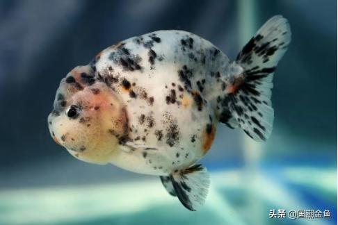 昨日,国潮金鱼在于山状元峰为中高考学子打call!