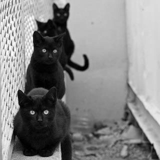 那些你不知道的猫咪冷知识,猫咪的冷知识你知道哪些