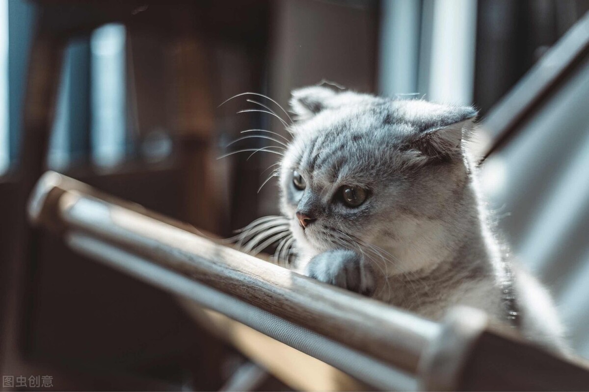 备孕和怀孕后是否能养宠物呢？快来听听专家怎么说