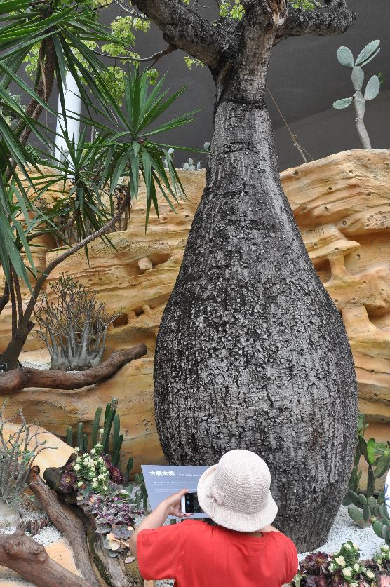 漳州东南花都花博会巡游,花博会花神巡游打卡