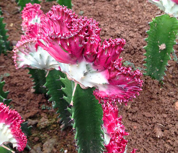 彩春峰嫁接时包扎伤口吗,彩春峰嫁接