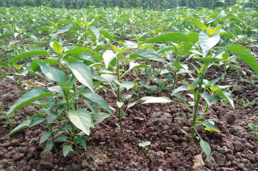 产业就业扶贫助力精准脱贫,5000亿扶贫资金